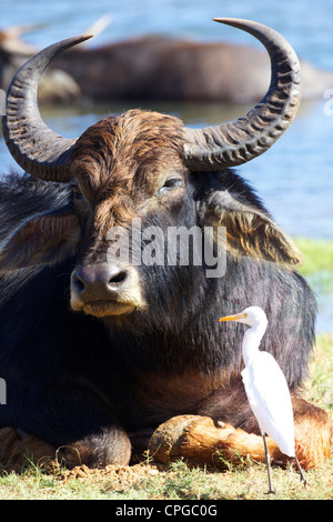 Domestic Asian water buffalo, Bubalus bubalis, and egret, Yala National Park, Sri Lanka, Asia
