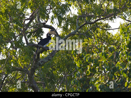 Malabar Pied Hornbill, Anthracoceros Coronatus, male, Yala National Park, Sri Lanka, Asia