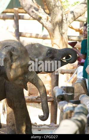 Baby asian elephants being fed, Uda Walawe Elephant Transit Home, Sri Lanka, Asia Stock Photo