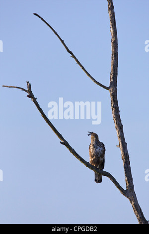 Crested Hawk-Eagle, or, Changeable Hawk-eagle, Nisaetus cirrhatus, Uda Walawe National Park, Sri Lanka, Asia Stock Photo