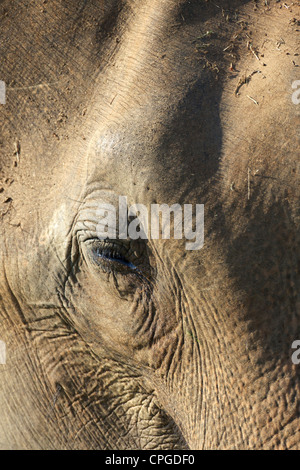 Close-up of face of asiatic elephant, Elephas maximus maximus, Uda Walawe National Park, Sri Lanka, Asia Stock Photo