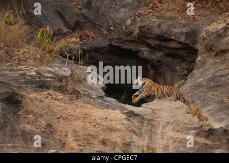 A 1-year-old Bengal Tiger Cub charges its sibling in play near a waterhole in Bandhavgarh Tiger Reserve, India Stock Photo