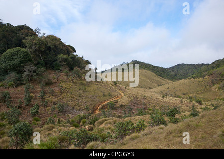 Upper montane woodland, cloud forest, and wet patana grassland, Horton Plains National Park, Sri Lanka, Asia Stock Photo