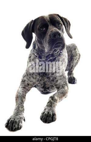 german shorthaired pointer in front of white background Stock Photo