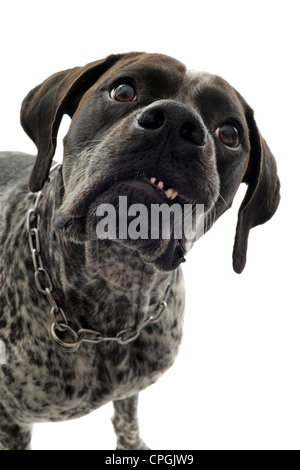 German shorthaired pointer store aggressive