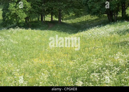Peaceful Meadow with Wild Flowers in Spring Stock Photo