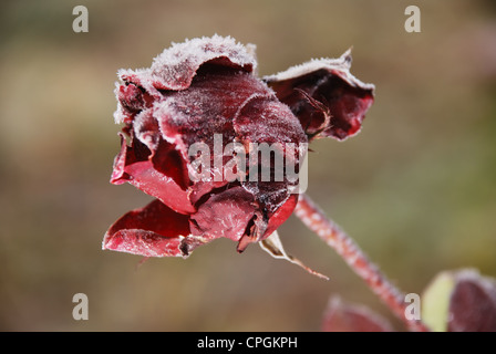 frosted red beautiful rose in the garden Stock Photo