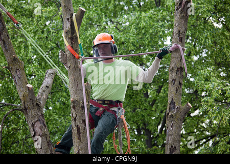 Workers Take Down Ash Tree Killed by Emerald Ash Borer Stock Photo