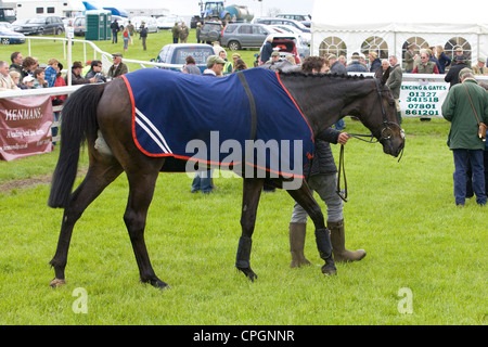 Horse cooling down after a horse race in England Stock Photo