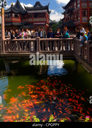 Crowd of tourists on nine Zigzag bridge at the famous Huxinting Teahouse midlake pavilion watching Koi in a pond at Yuyuang Gardens Shanghai China Stock Photo