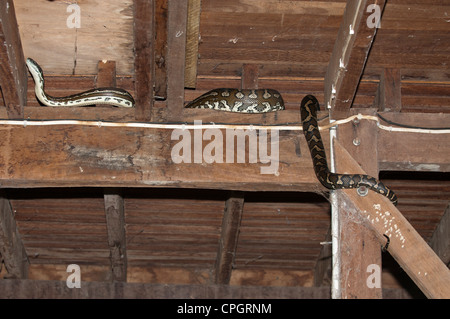 Large Morelia Spilota, or python or carpet snake under house. Stock Photo