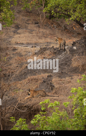 A pair of 1-year-old Bengal Tiger cubs on rocks near a water hole in Bandhavgarh Tiger Reserve, India Stock Photo