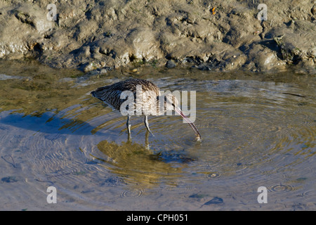 Curlew eating a sand crab on the shores of the Hamble River, Warsash, Southampton UK Stock Photo