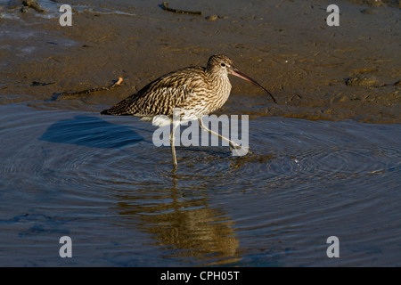 Curlew on the shores of the Hamble River, Warsash, Southampton UK Stock Photo