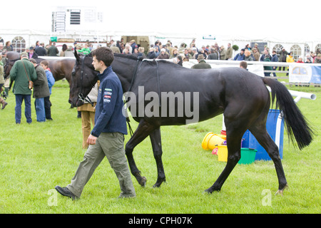 Horse cooling down after a horse race in England Stock Photo