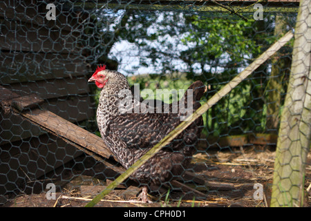 a hybrid hen in its coup Stock Photo