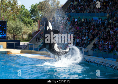 *** Editorial *** Attractive Jump of Killer Whale - Show in Marineland, Nicé, France Photo taken: May 3rd, 2012 Stock Photo