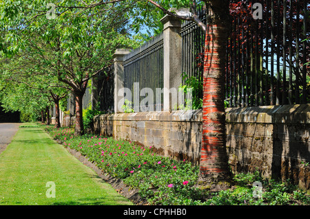 Red barked Chinese birch trees in formal garden, Rouken Glen Park, Glasgow, Scotland Stock Photo