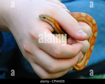 Boy holding corn snake in cupped hand Stock Photo