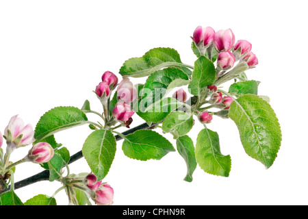 Apple flowers pink buds on spring branch isolated macro Stock Photo