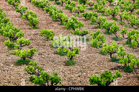 Vineyard in Greece on Crete Stock Photo
