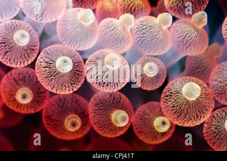 Bubble tip anemone (Entacmaea quadricolor) Raja Ampat, West Papua, Indonesia Stock Photo