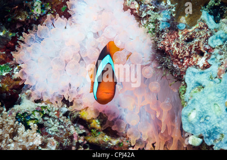 Red and black anemonefish (Amphiprion melanopus) in Bubble tip anemone Stock Photo