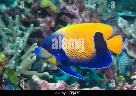 Blue-girdled angelfish (Pomacanthus navarchus). Solomon Islands. West Pacific. Stock Photo
