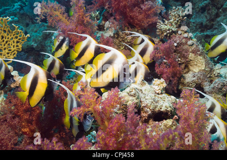 Red Sea bannerfish (Heniochus intermedius) school with soft corals. Egypt, Red Sea. Stock Photo