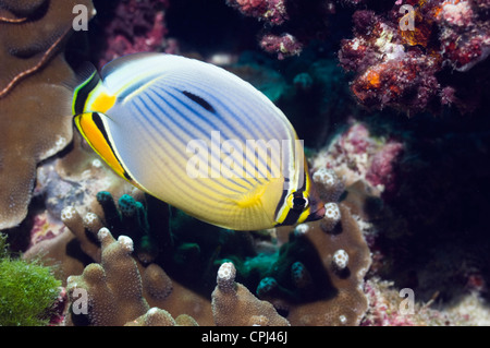 Lineated or Melon butterflyfish (Chaetodon trifasciatus). Andaman Sea, Thailand. Stock Photo