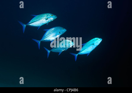 Bluefin trevally (Caranx melampygus). Andaman Sea, Thailand. Stock Photo