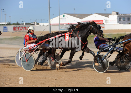 action shot of horse trotting races, Menorca, Spain Stock Photo