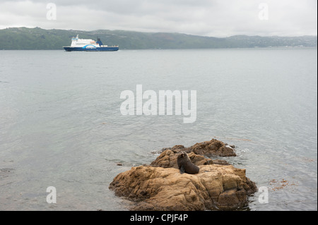 New Zealand fur seal on a rocky outcrop in Wellington Harbour, New Zealand Stock Photo