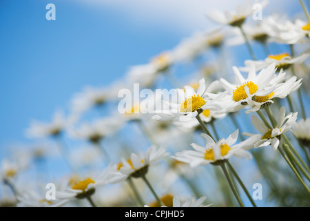 Argyranthemum frutescens 'Madeira White'. Marguerite daisy. Dill daisy flowers against blue sky Stock Photo