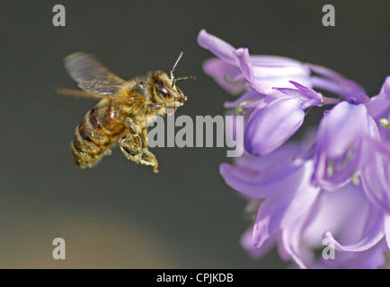 Honey Bee Stock Photo