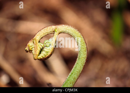 New bracken Pteridium shoot unfurling Stock Photo