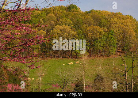 Cattle on farm near Middlebrook in the Shenandoah Valley, Virginia, USA  Stock Photo