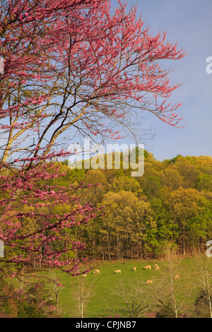 Cattle on farm near Middlebrook in the Shenandoah Valley, Virginia, USA  Stock Photo