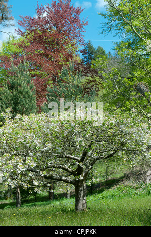 Various trees including Prunus shogetsu, Japanese flowering cherry in the gardens of RHS Rosemoor. Great Torrington, Devon Stock Photo