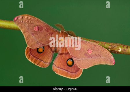 Male Australian emperor gum moth Stock Photo