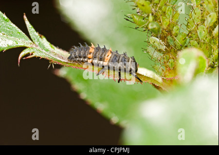 Ladybird beetle larva and aphids Stock Photo