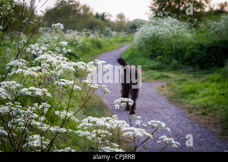 Black labradoodle dog walking along the Trans Pennine Trail in Warrington, Cheshire, England, UK Stock Photo
