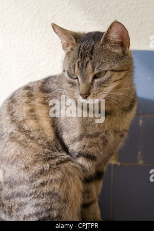 newborn dusty brown mackerel tabby cat