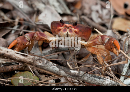 Stock photo of a black land crab defensive posture. Stock Photo