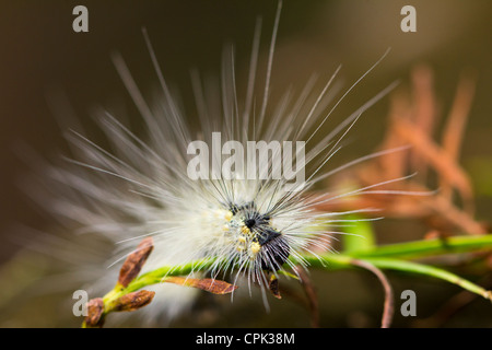 White-marked tussock moth caterpillar Stock Photo