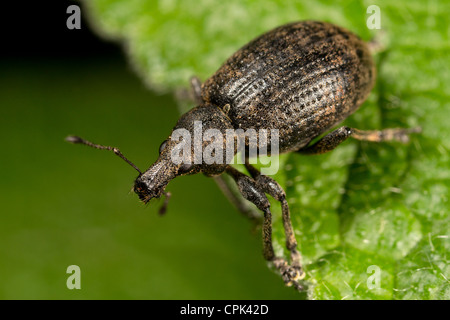 A Weevil Stock Photo