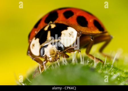 Ladybird Stock Photo