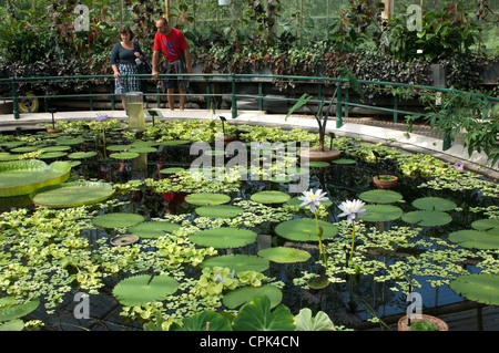 The Waterlily House, Royal Botanic Gardens, Kew, London, GB. Stock Photo