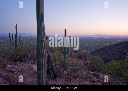 Saguaro cacti overlooking Tucson, Arizona Stock Photo