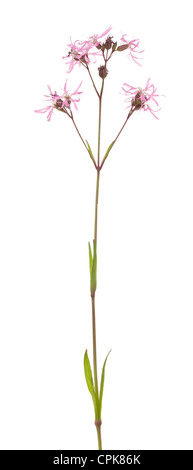 single flower Lychnis flos-cuculi on white background Stock Photo